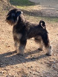 Disponibile per monta