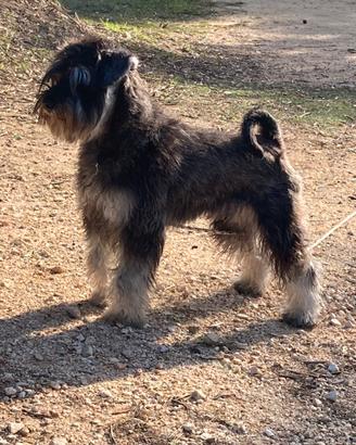 Disponibile per monta