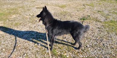 Pastore belga groenendal