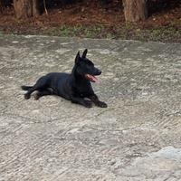 Cucciolone taglia piccola