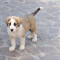 Animali