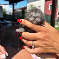 British shorthair cuccioli
