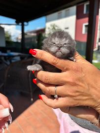 British shorthair cuccioli