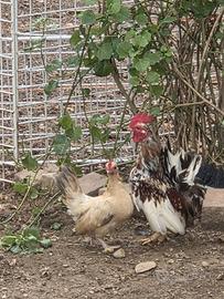 gallo e gallina piccolissime (Serama)