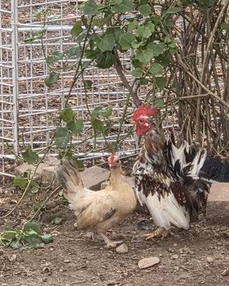 gallo e gallina piccolissime (Serama)