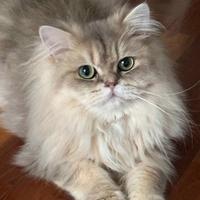 Per accopiamento gatto british longhair, pedigree
