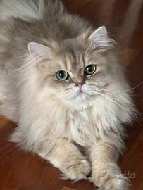 Per accopiamento gatto british longhair, pedigree