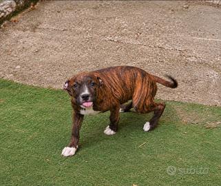 Pitbull 