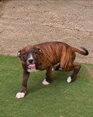 Pitbull 
