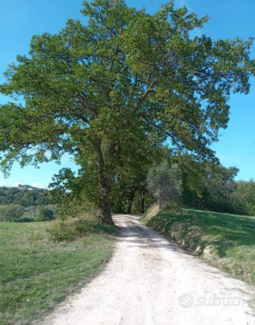 Terreno agricolo frazione Galoppa, Barchi (T Rov) - Vista 2