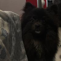 Volpino di Pomerania