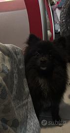 Volpino di Pomerania