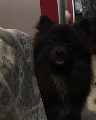 Volpino di Pomerania