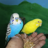 Cocorite coppia