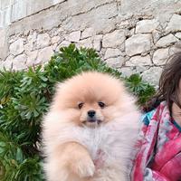 Spitz tedesco nano pomerania