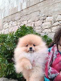 Spitz tedesco nano pomerania