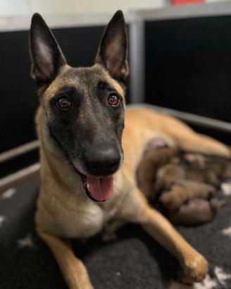 Cuccioli pastore belga malinois