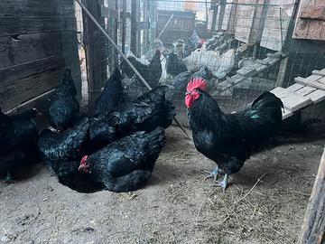 Galline ornamentali e pulcini