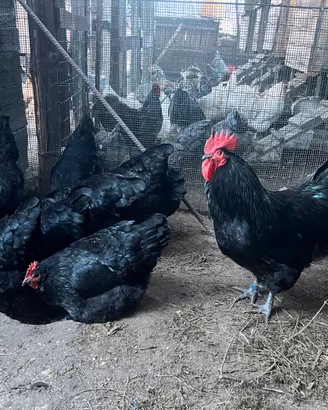Galline ornamentali e pulcini