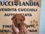 Immagine 5