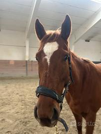 CAVALLA PUROSANGUE IRLANDESE 4 anni