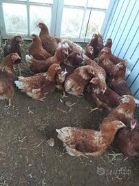 Galline fine ciclo