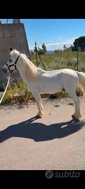 Pony