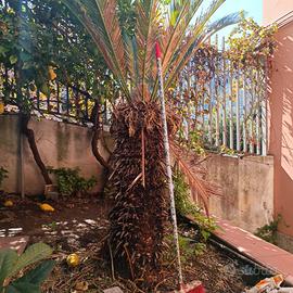 Cycas 