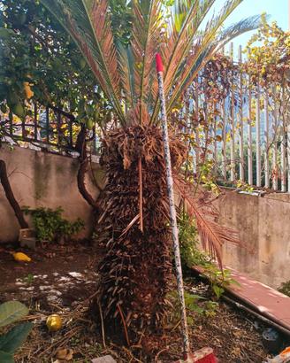 Cycas 
