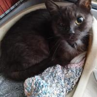 Gattina giovane