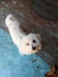 Dono cane maltese