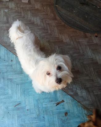 Dono cane maltese