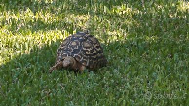 Tartaruga Pandalis