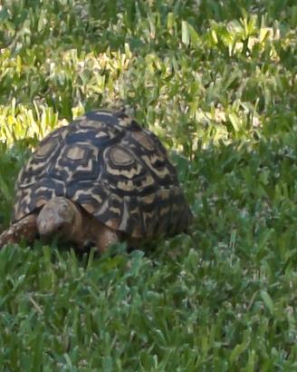 Tartaruga Pandalis