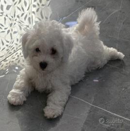 Maltipoo