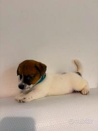 Cuccioli jack russell terrier
