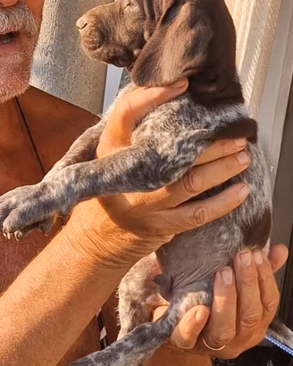 Cuccioli Bracco Tedesco Kurzhaar