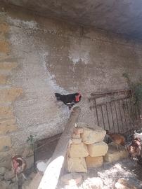 Fattoria Pusillesi