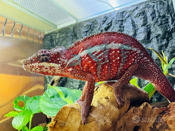 Camaleonte furcifer