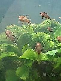 pesce