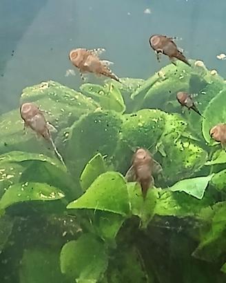 pesce