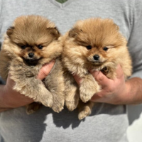 Spitz e Jack russell