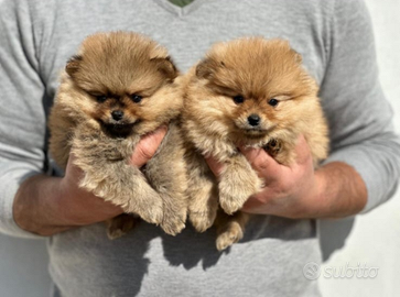 Spitz e Jack russell