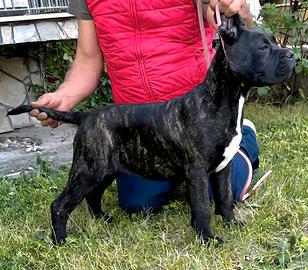 Cane Corso Femmina