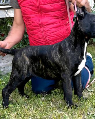Cane Corso Femmina
