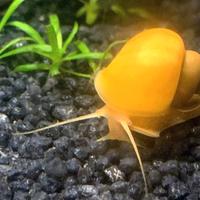 Lumache caridine e altro per acquario