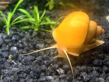 Lumache caridine e altro per acquario