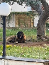 Cuccioli Pastore del caucaso