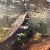 Vendita pesci endler