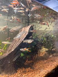 Vendita pesci endler